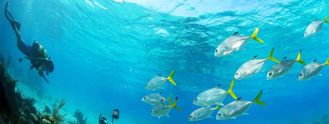 Cardumen en aguas marinas, Pinar del Río
